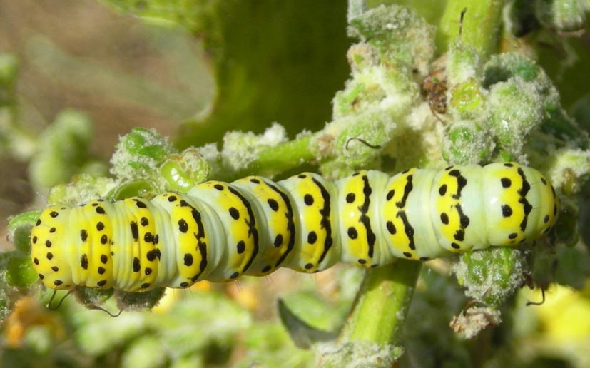 Bruco: Cucullia (Shargacucullia) lychnitis - Noctuidae